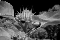 Closeup_Infrared Image of Flower