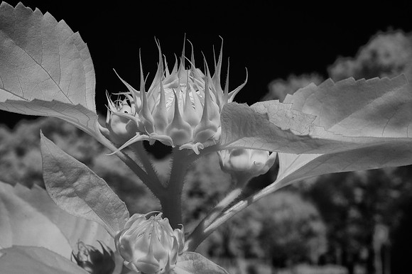 Closeup_Infrared Image of Flower