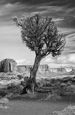 Tree at Monument Valley