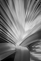 Cactus_Infrared Image