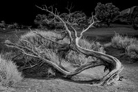 Downed Tree at Monument Valley