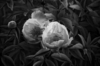 Infrared Image of Flower