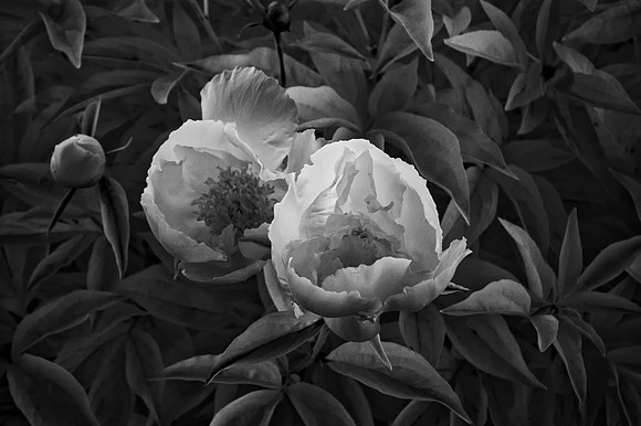 Infrared Image of Flower
