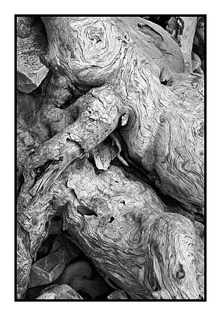 Natural Forms Intermingled