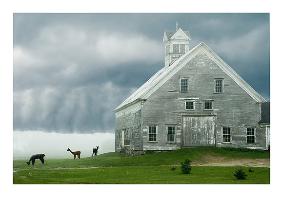 The Farm