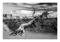 The Fallen