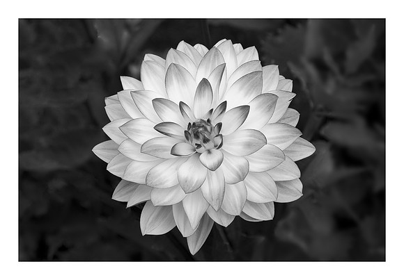 My Favorite Flower